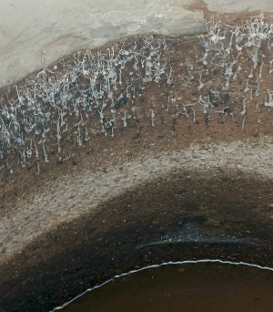 грибок в колодце